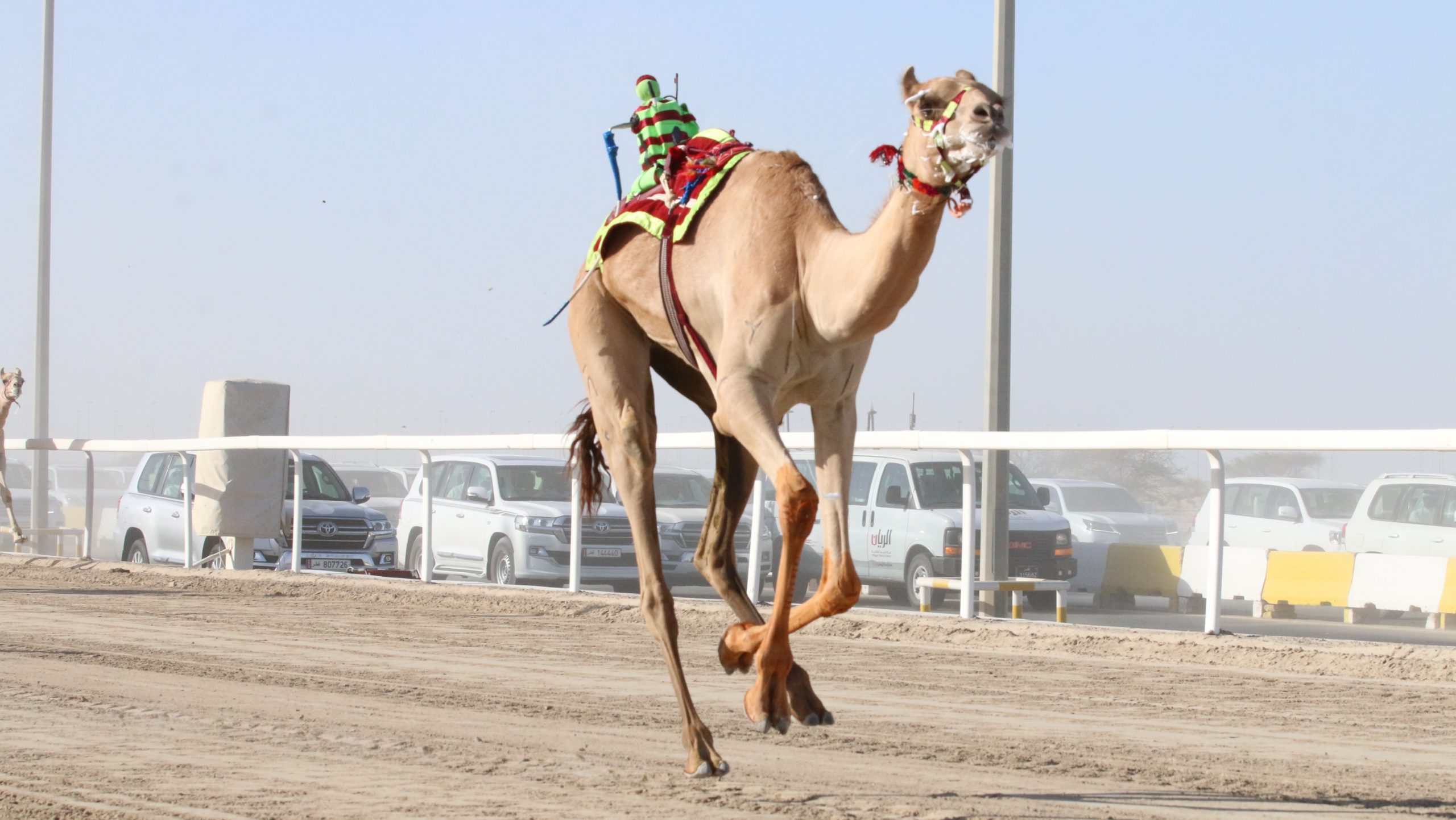 الهاملي يغرد بأقوى نواميس اللقايا قبائل