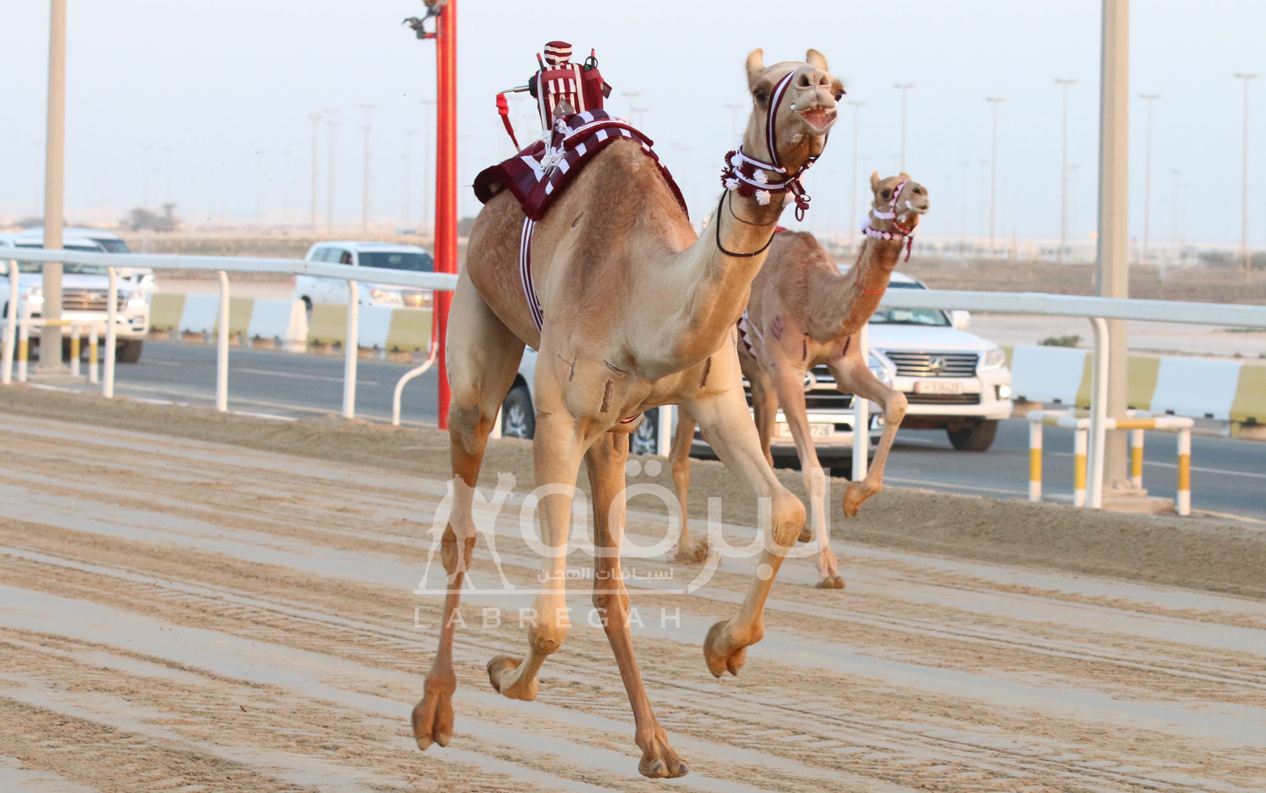 بثالث أيام مهرجان الأمير الوالد.. هجن إنتاج أم الزبار تسيطر على ناموسي اللقايا إنتاج