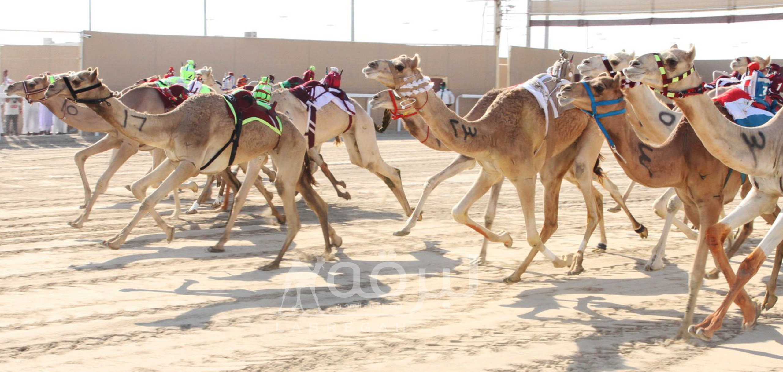 تفاصيل أشواط ميدان لبصير بمهرجان سمو الأمير المفدى