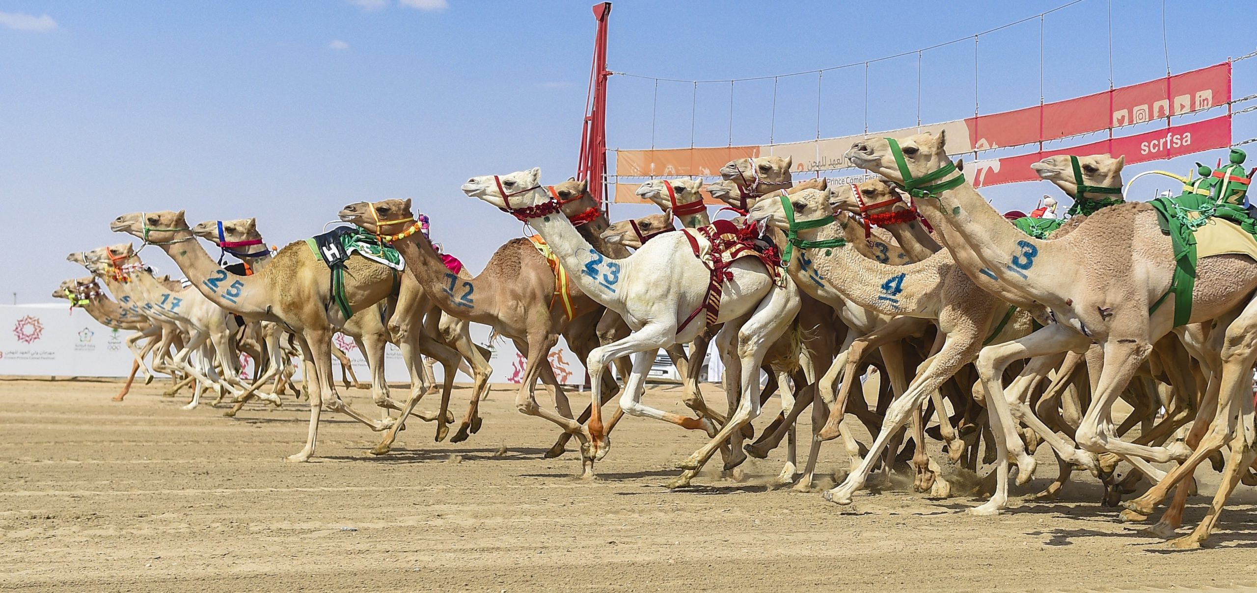 هجن الشحانية تواصل التألق بمهرجان ولي العهد للهجن وتحصد رمز الثنايا بكار مفتوح