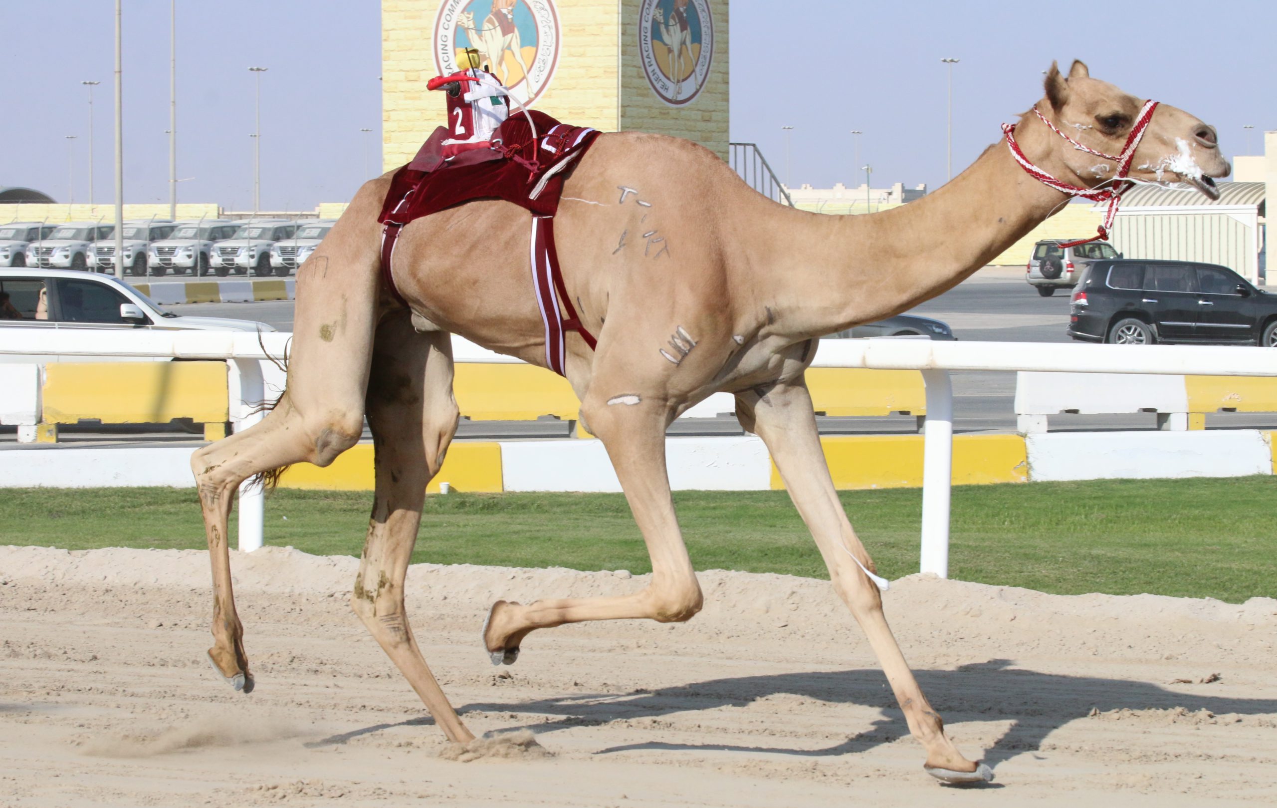 هجن الشحانية تعلن التحدي وتسيطر على منافسات الثنايا مفتوح