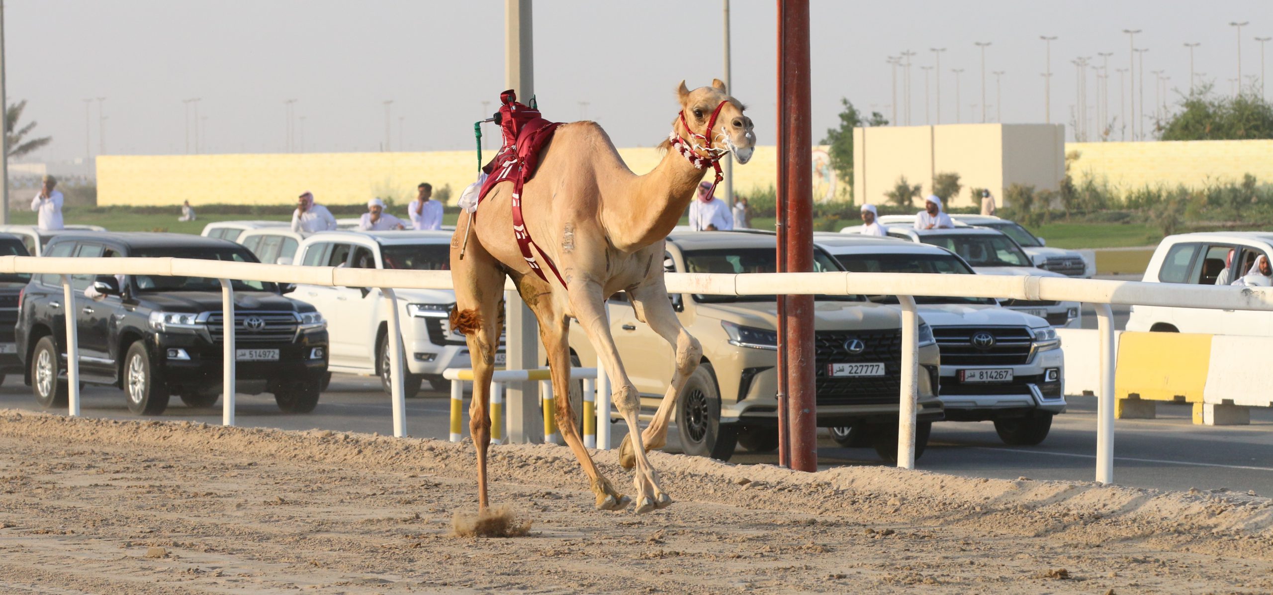 المسند يحلق بالسيف الذهبي للعام الرابع على التوالي