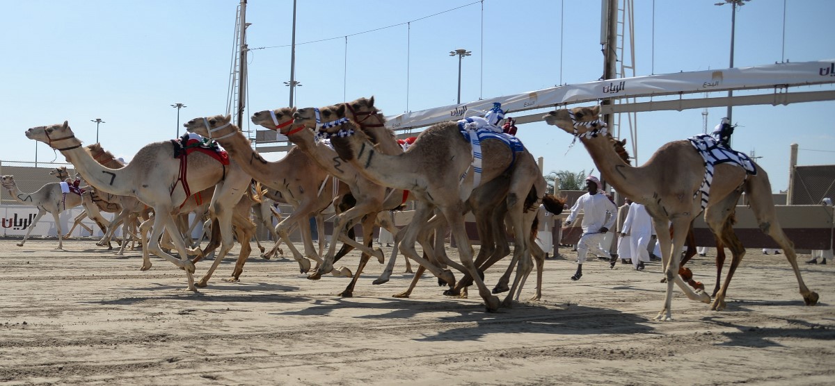 برنامج أشواط مهرجان سمو الأمير الوالد 2023