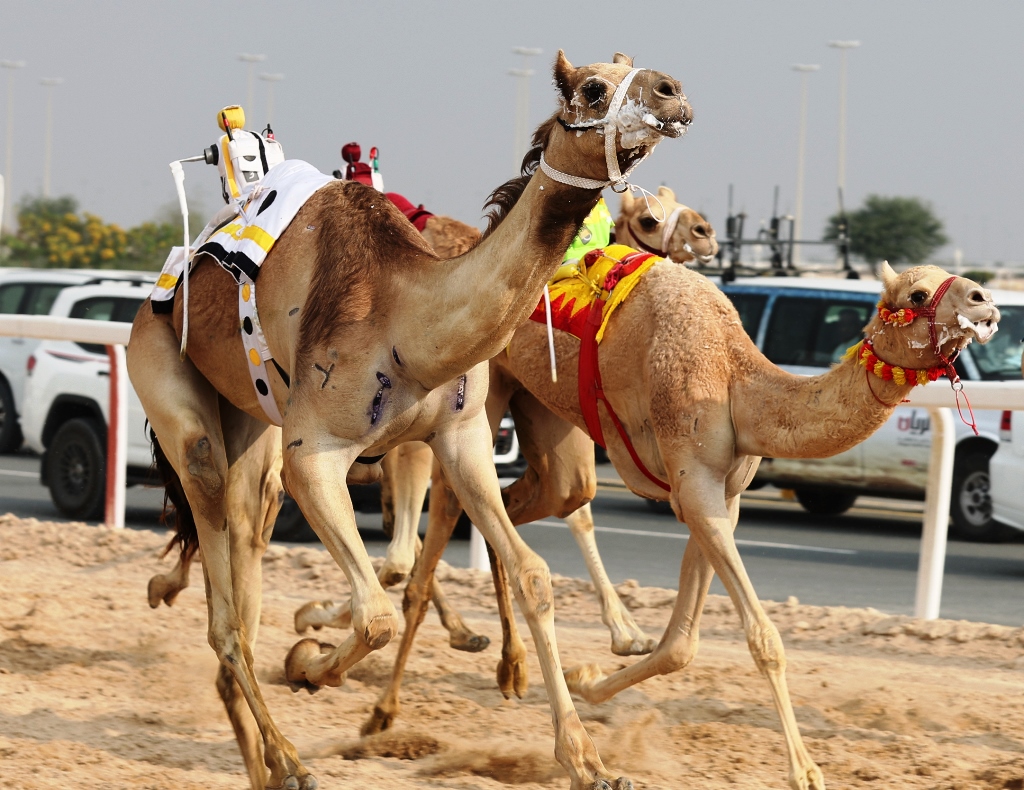 تحديات قوية على نواميس اللقايا العامة إنتاج ومفتوح