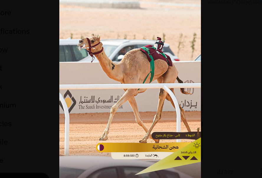 “المايدة” تهدي هجن الشحانية أول الكؤوس في مهرجان خادم الحرمين الشريفين