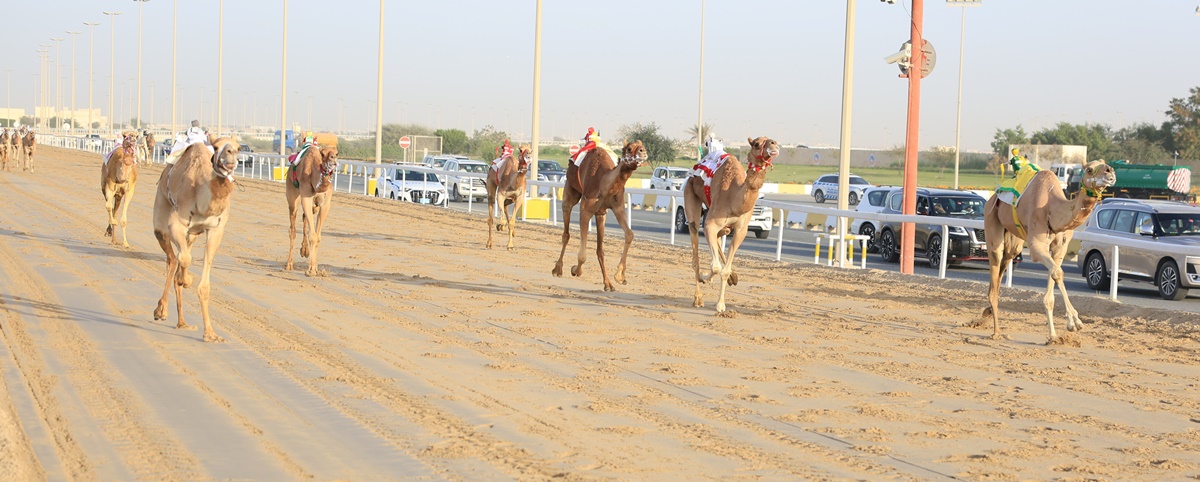 إثارة وندية في انطلاقة تحديات الحيل والزمول بمهرجان سمو الأمير الوالد